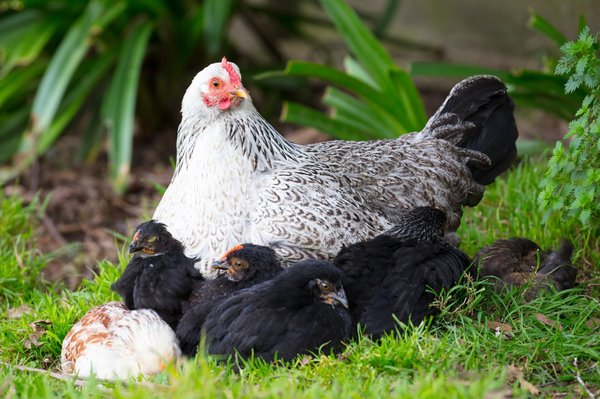Quels sont les avantages à avoir des poules dans votre jardin ?