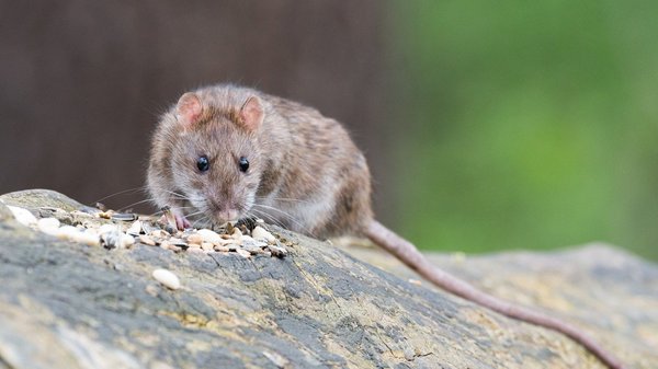 Eliminez efficacement les rats en faisant appel à un pro