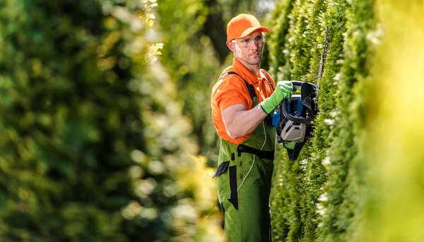 Quelles sont les techniques pour bien tailler votre haie ?
