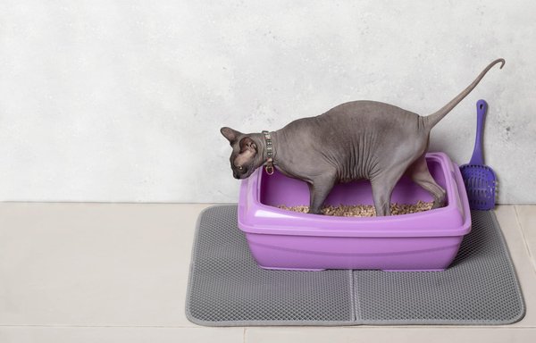 Top 3 Tapis de Litière pour Chat: Choix & Avis