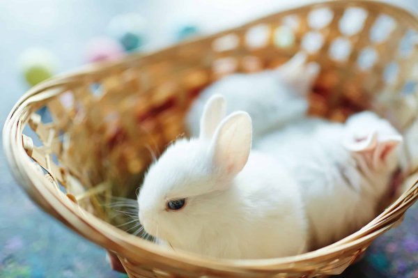Comment choyer un lapin extra nain?